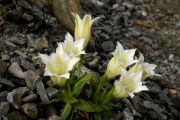 Gentiana clusii 'Alba'