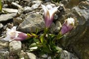 Gentiana clusii Albo-violacea