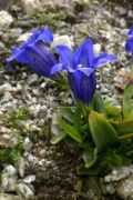 Gentiana clusii'Blue Bells'