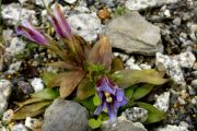 Gentiana clusii