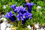 Gentiana clusii