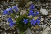 Gentiana clusii