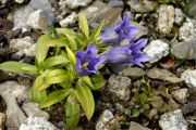 Gentiana clusii