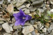 Gentiana clusii 'Violacea'