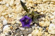 Gentiana clusii 'Violacea'