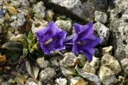 Gentiana clusii Violacea