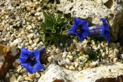 Gentiana clusii subsp. undulatifolia