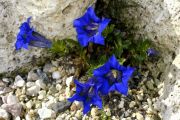 Gentiana dinarica Beck