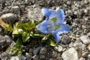 Gentiana dinarica 'Sky Blue'