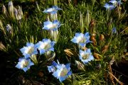 Gentiana lawrencei Balkow Blue