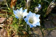 Gentiana lawrencei