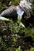 Gentiana hexaphylla