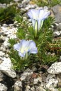 Gentiana hexaphylla