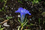 Gentiana sino-ornata Amethyst