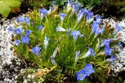 Gentiana sino-ornata Berrybank Star