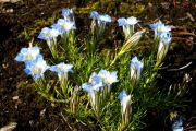 Gentiana sino-ornata 'Blizzard'