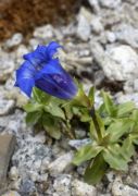 Gentiana 'Lipstick'