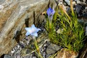 Gentiana lawrencei