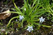 Gentiana lhassica