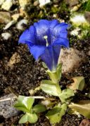 Gentiana ligustica