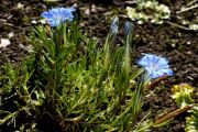 Gentiana litangensis