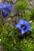 Gentiana occidentalis