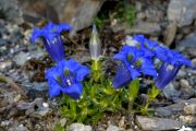 Gentiana occidentalis