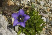 Gentiana occidentalis subsp. aragonensis 'Violacea'