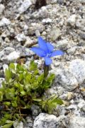 Gentiana orbicularis