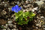 Gentiana orbicularis