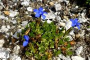 Gentiana orbicularis