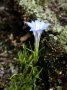 Gentiana oreocharis