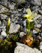 Gentiana oschtenica