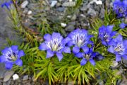 Gentiana paradoxa