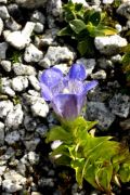 Gentiana plurisetosa