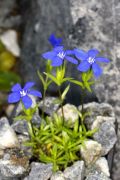 Gentiana pumila