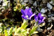 Gentiana pyrenaica