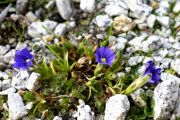 Gentiana pyrenaica