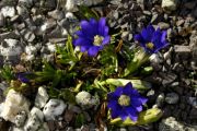 Gentiana pyrenaica