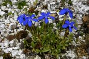 Gentiana rostanii