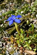 Gentiana rostanii