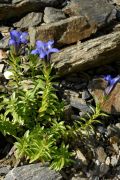 Gentiana septemfida