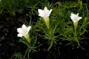 Gentiana sino-ornata Alba