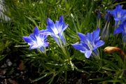 Gentiana sino-ornata Berrybank Star