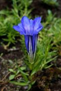 Gentiana sino-ornata Blauer Kobold