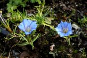 Gentiana sino-ornata Blauer Zwerg