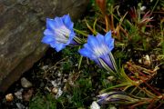 Gentiana sino-ornata 'Bohaty'