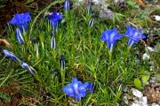 Gentiana sino-ornata 'Dragonfly'