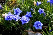 Gentiana sino-ornata Eugens Allerbester