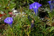 Gentiana sino-ornata 'Faszination'